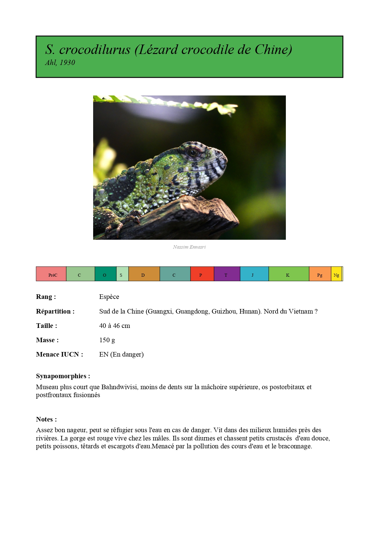 Fiche PDF exportée pour Shinisaurus crocodilurus