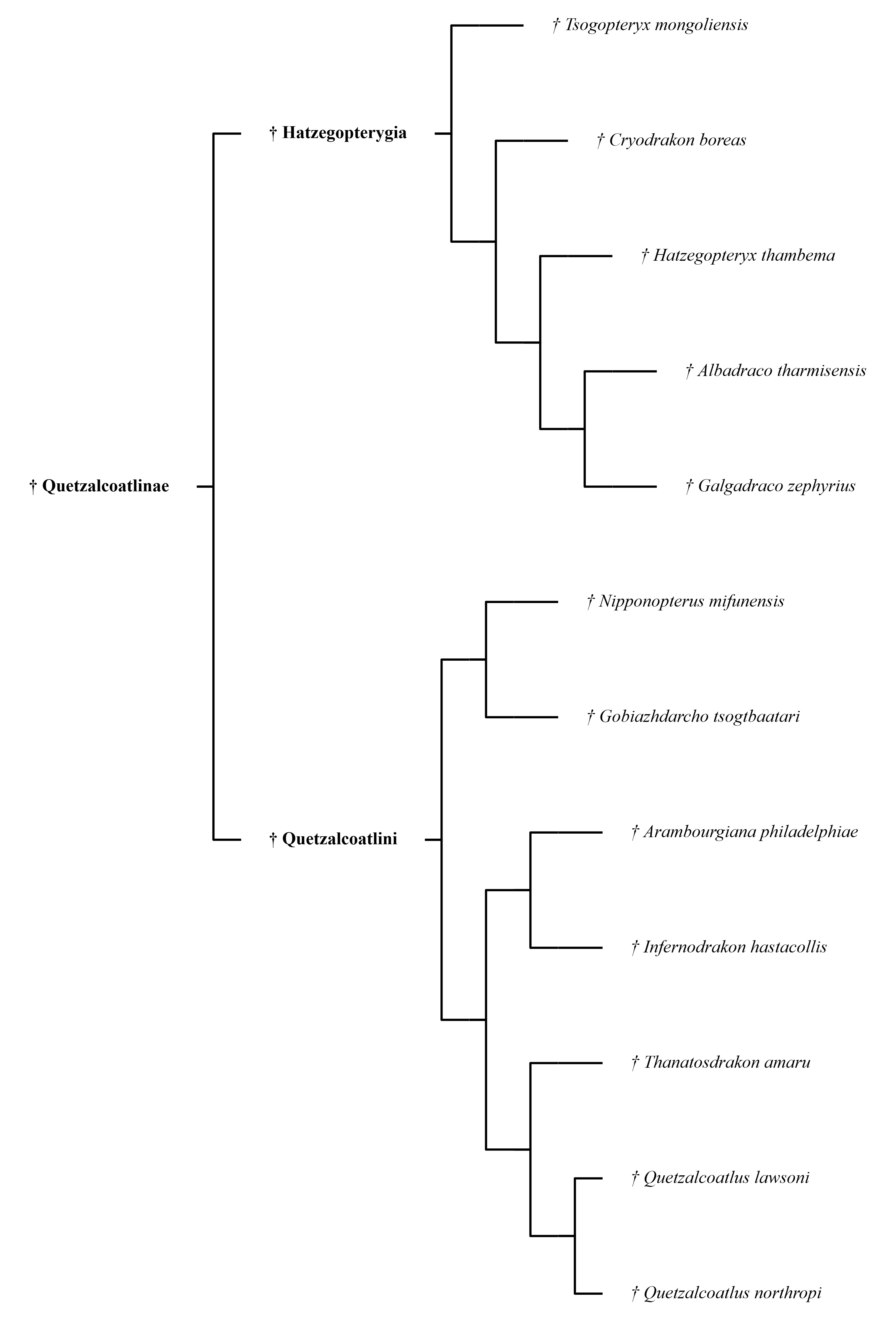 Cladogramme des Quetzalcoatlinae